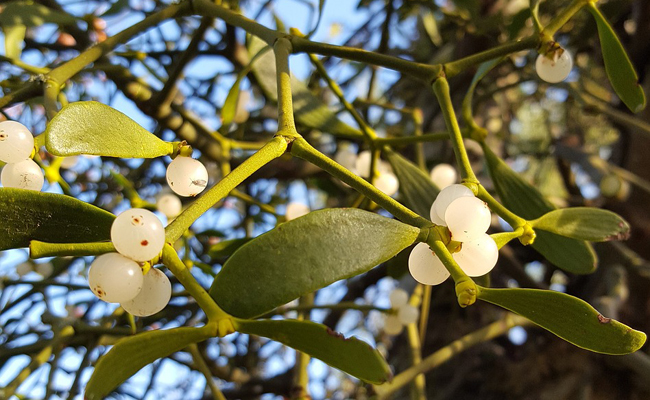 Annexe gui-113223.jpg