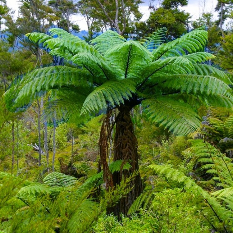 Annexe cyathea dealbata 2.jpg