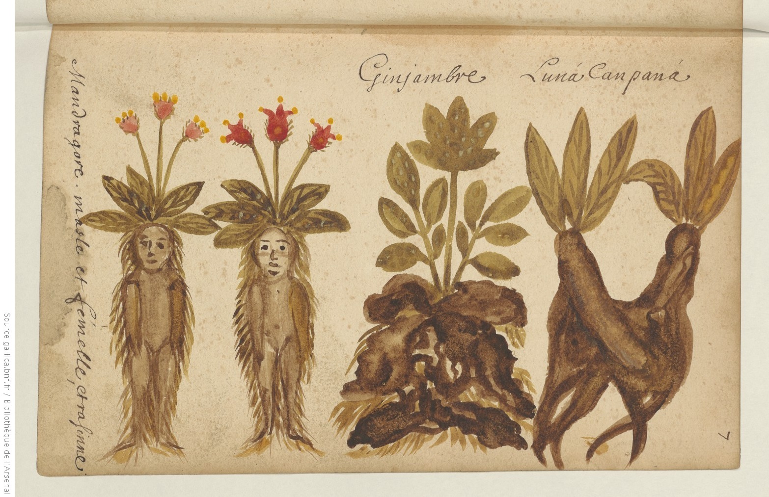 Annexe Recueil-de-figures-de-plantes.jpg