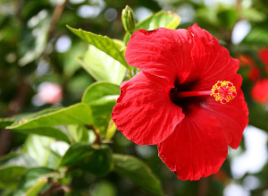 Annexe 4215BFA1-E833-4ED2-A547-5CDFDD01FDB2.png