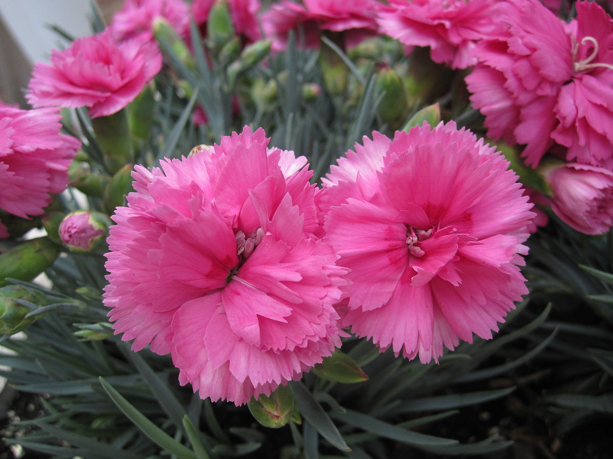 Annexe 1200px-Dianthus_caryophyllus.JPG