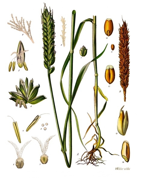 Annexe Triticum_aestivum_-_Köhler–s_Medizinal-Pflanzen-274.jpg