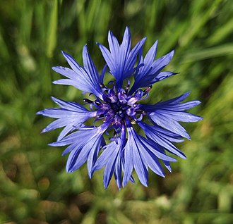 Annexe Bleuet_Centaurea_cyanus_Messicole.jpg