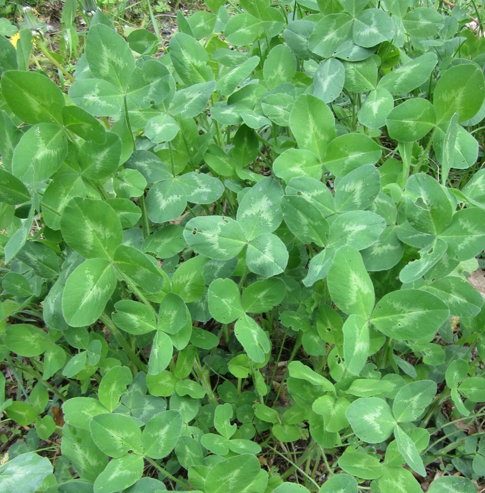 Annexe Trèfle Elouges.jpg