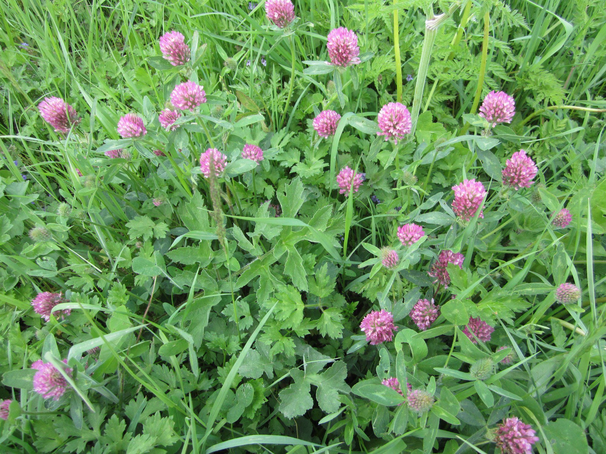 Annexe Trèfle Onnezies.jpg