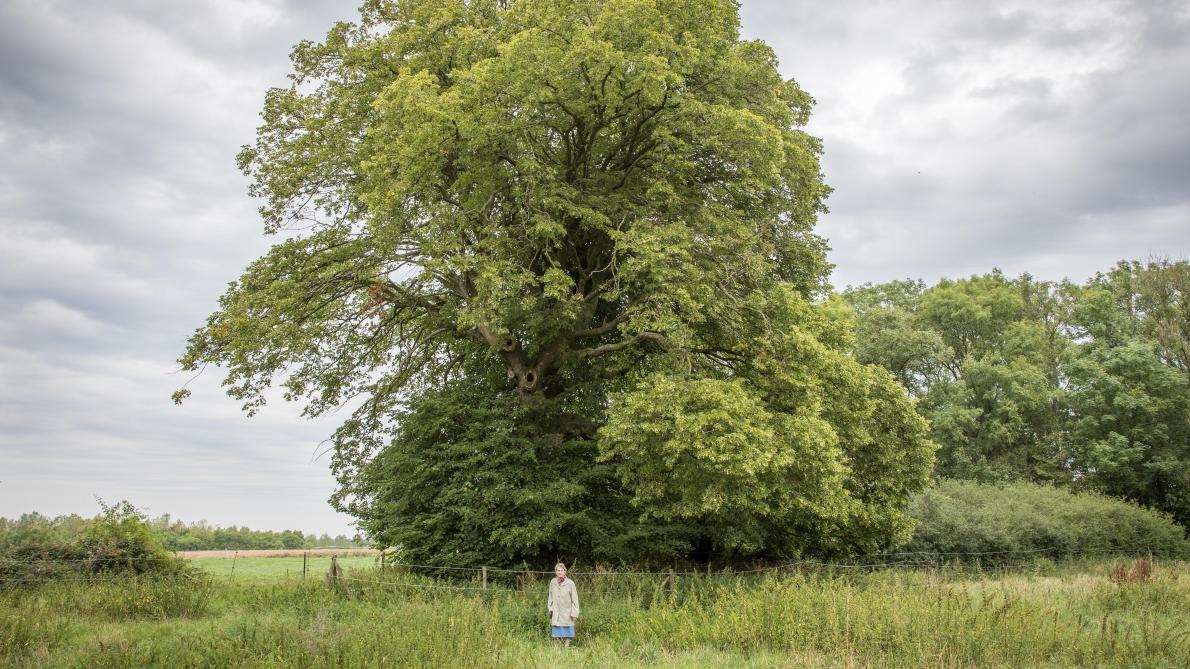 Annexe Vieux tilleul de Bihoul Belgique.jpg