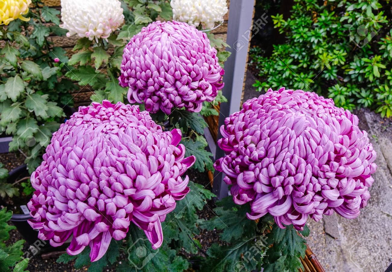 Annexe Fleurs de chrysanthème japonais.jpg