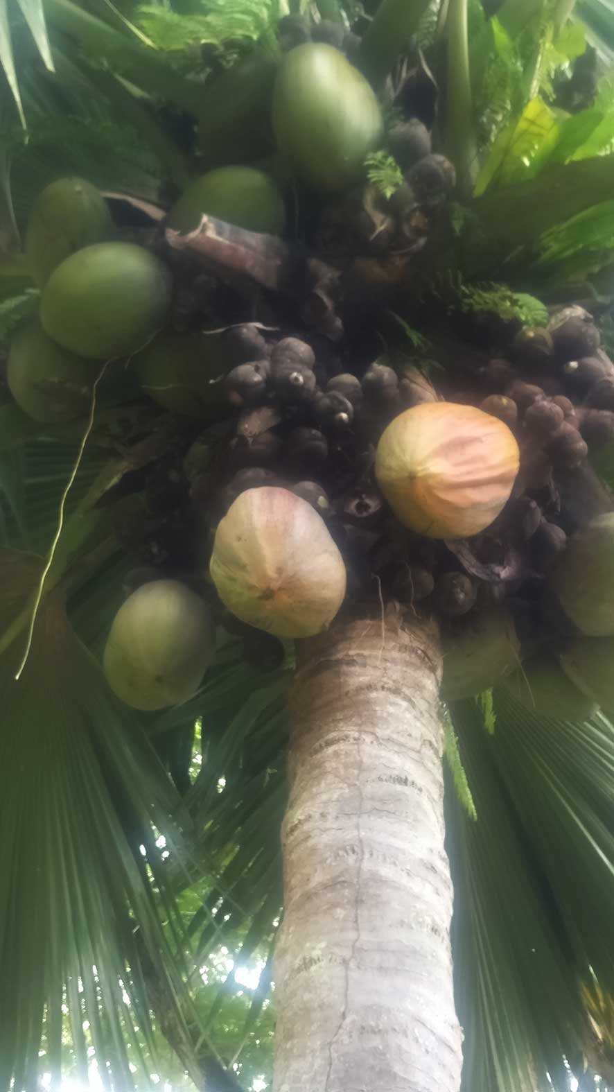 Annexe Photo Coco-Fesse.jpg