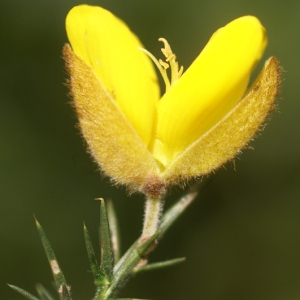 Annexe Ulex europaeus L. - Ajonc.jpg