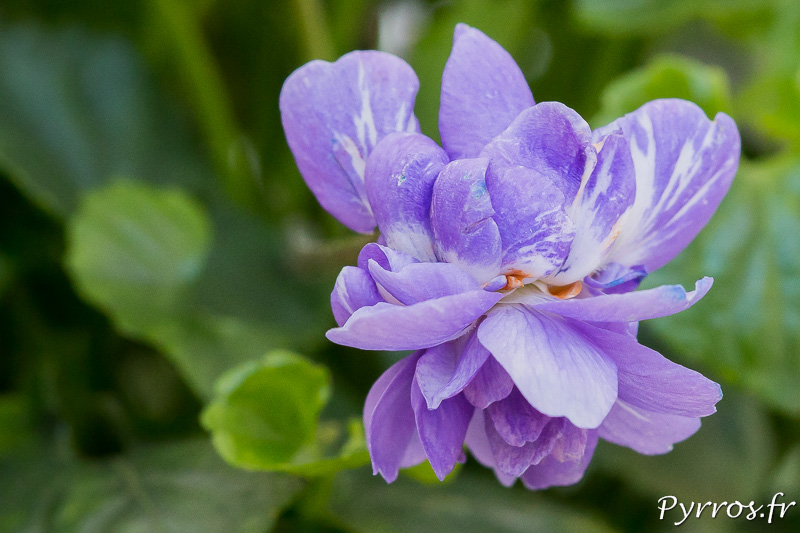 Annexe viola odorata toulouse.jpg