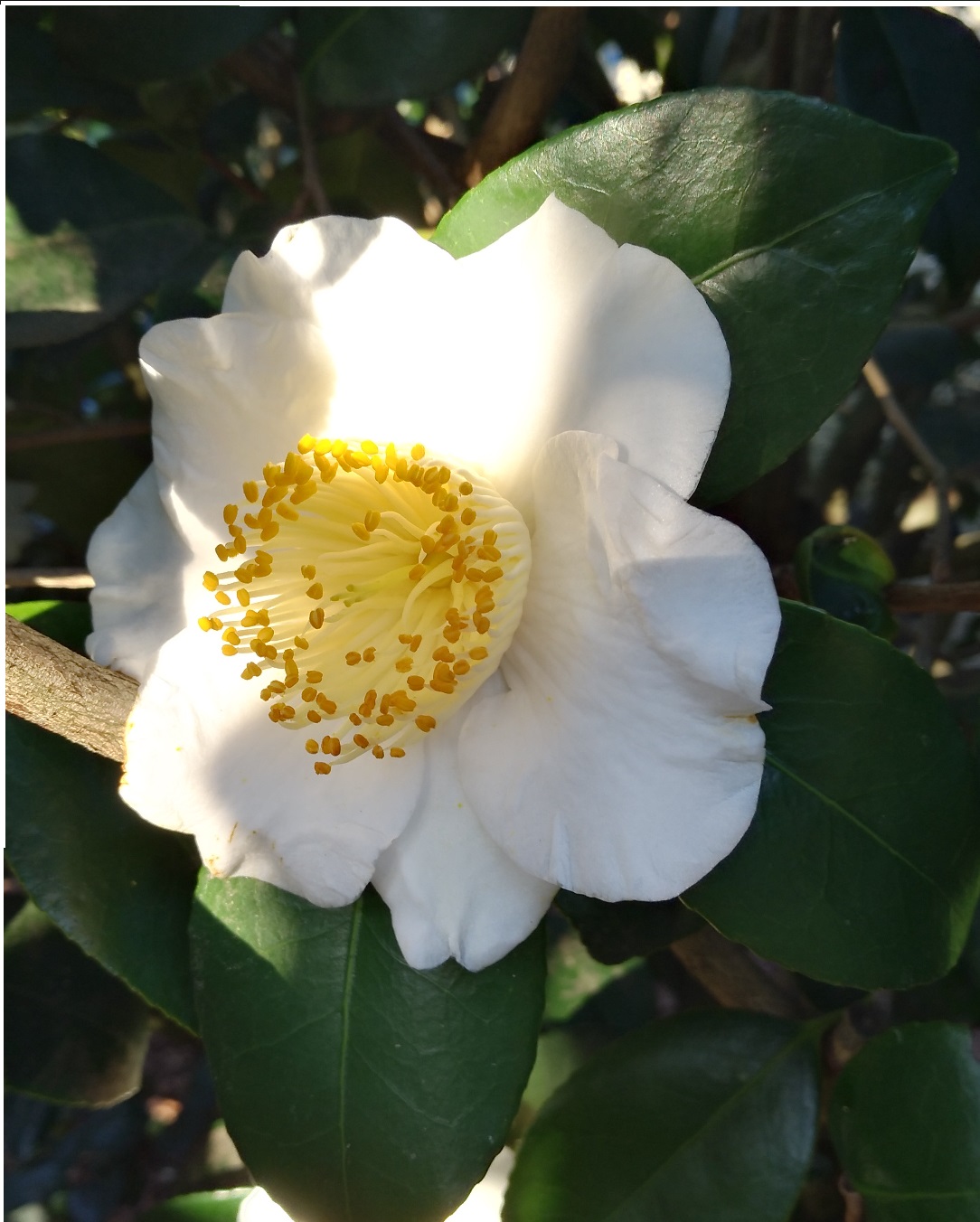 Annexe Camellia japonica.jpg