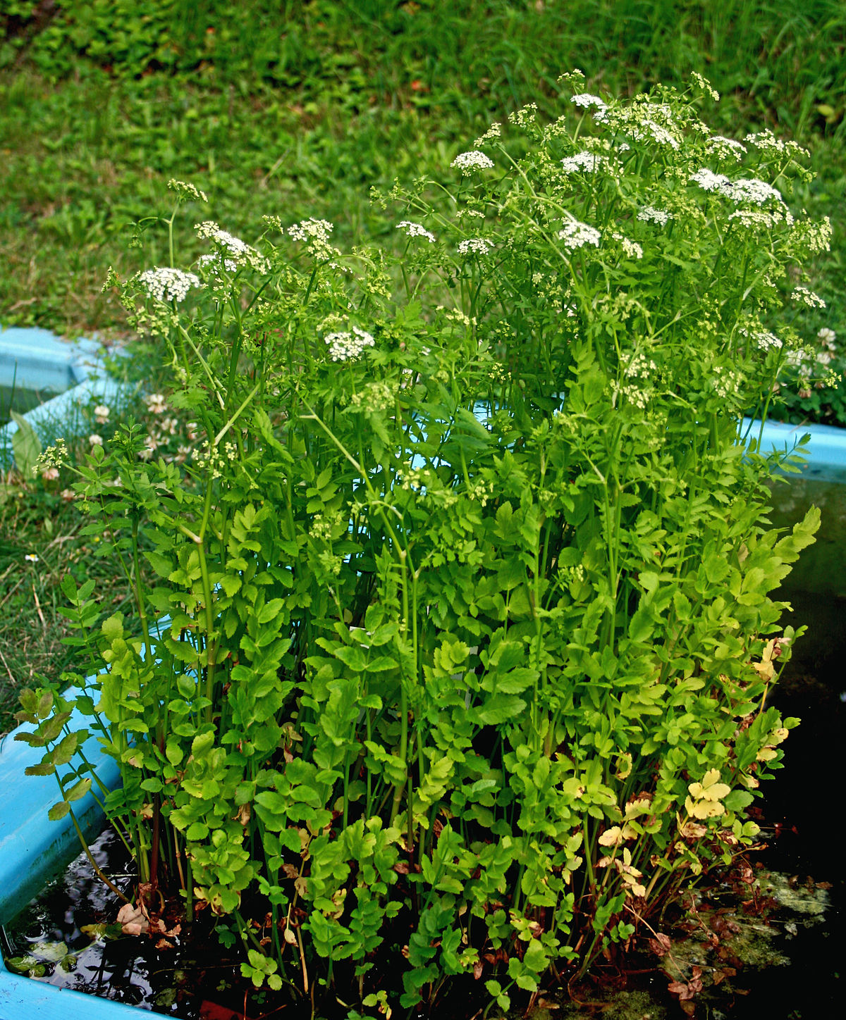 Annexe 1200px-Berula_erecta_prg_1.jpg