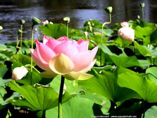 Annexe aquaportail.jpg