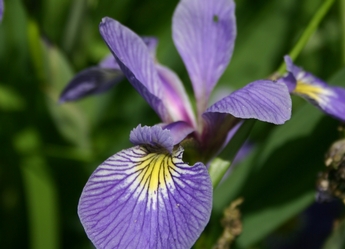Annexe Iris versicolore.jpg