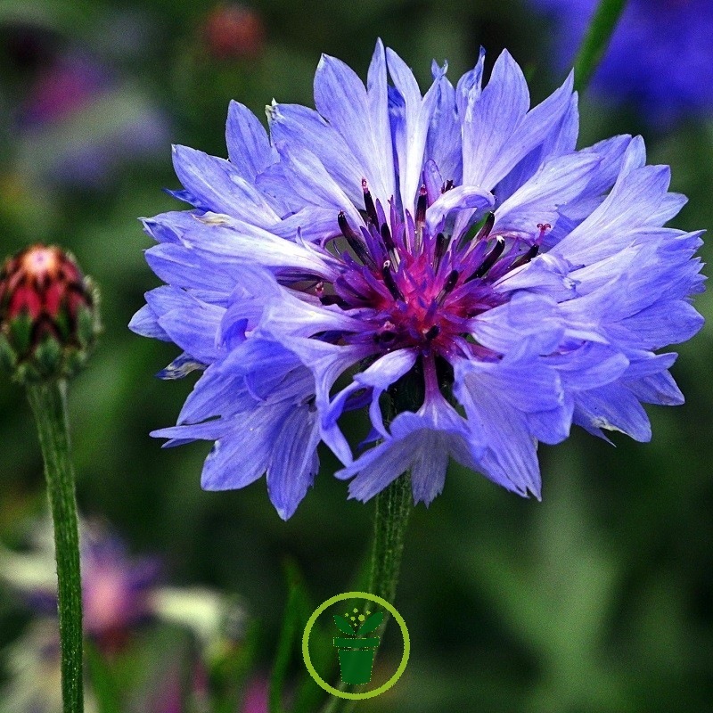 Annexe centaurée (graines-semences.com).jpg