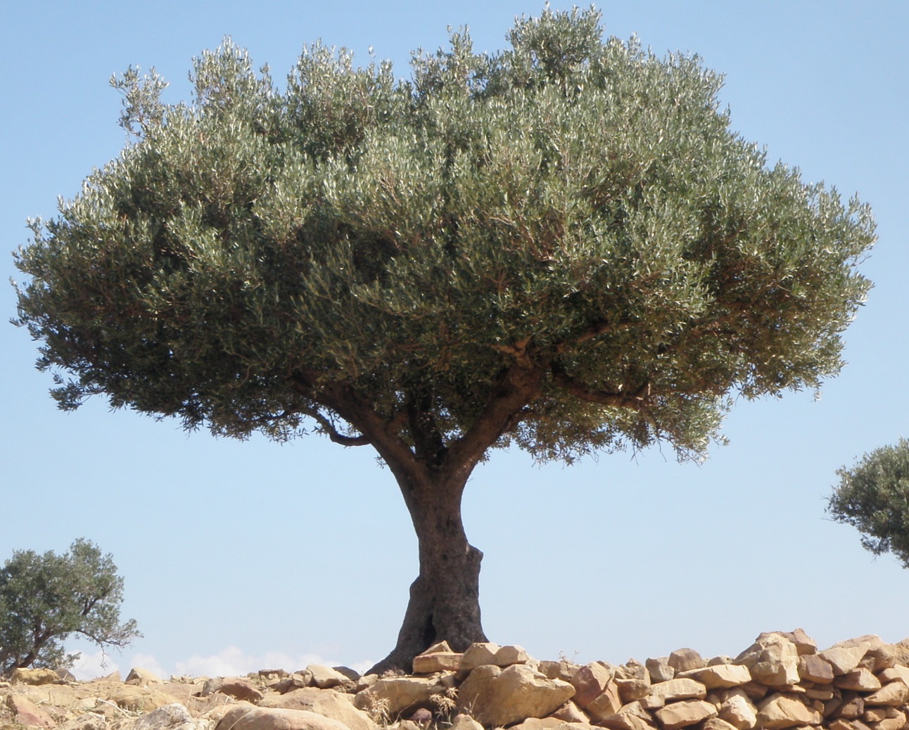 Annexe Fond-Ecran-Tunisie-Olivier.jpg