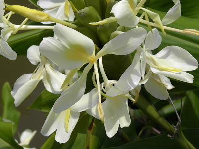 Annexe Hedychium+coronarium+1.jpg