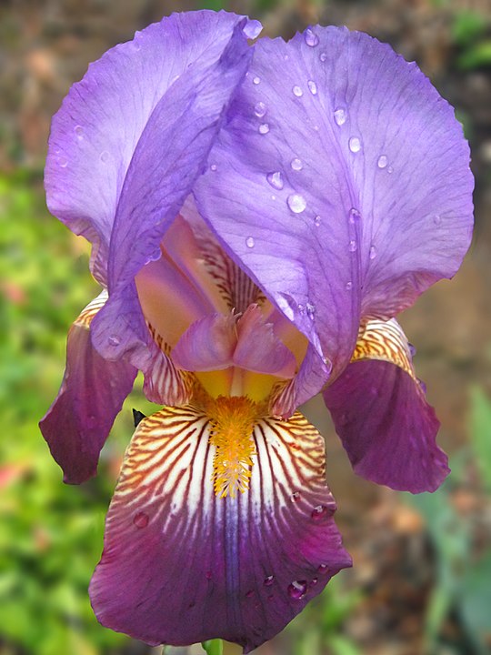 Annexe 540px-Purple-Iris_pn.jpg