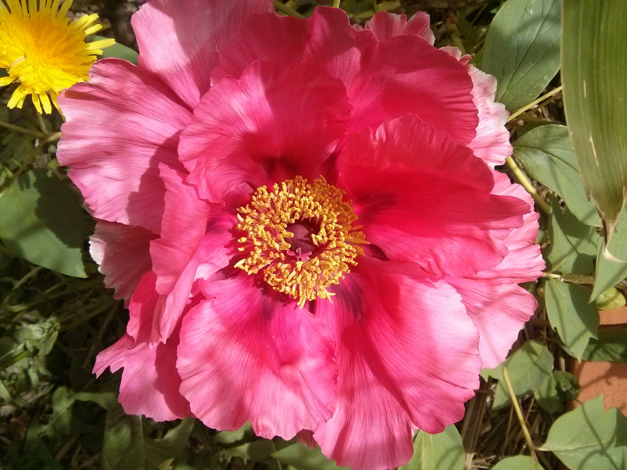 Annexe paeonia suffructicosa.jpg