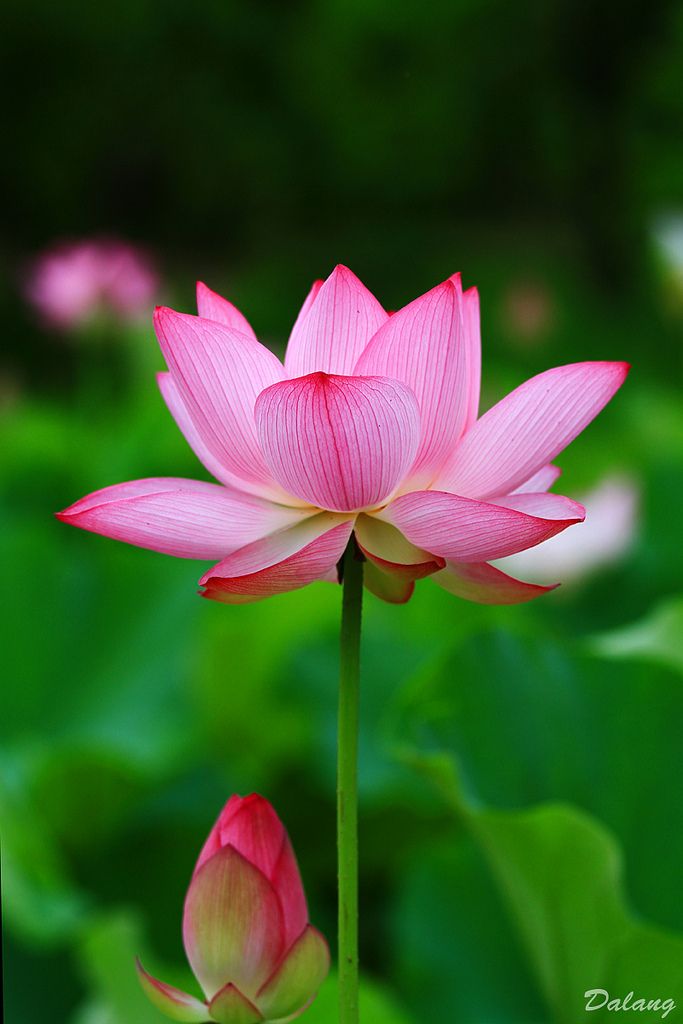 Annexe Lotus 莲花公主 ^^.jpg