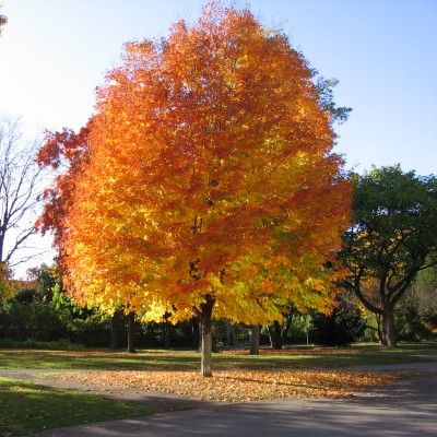 Annexe erable-a-sucre4.jpg