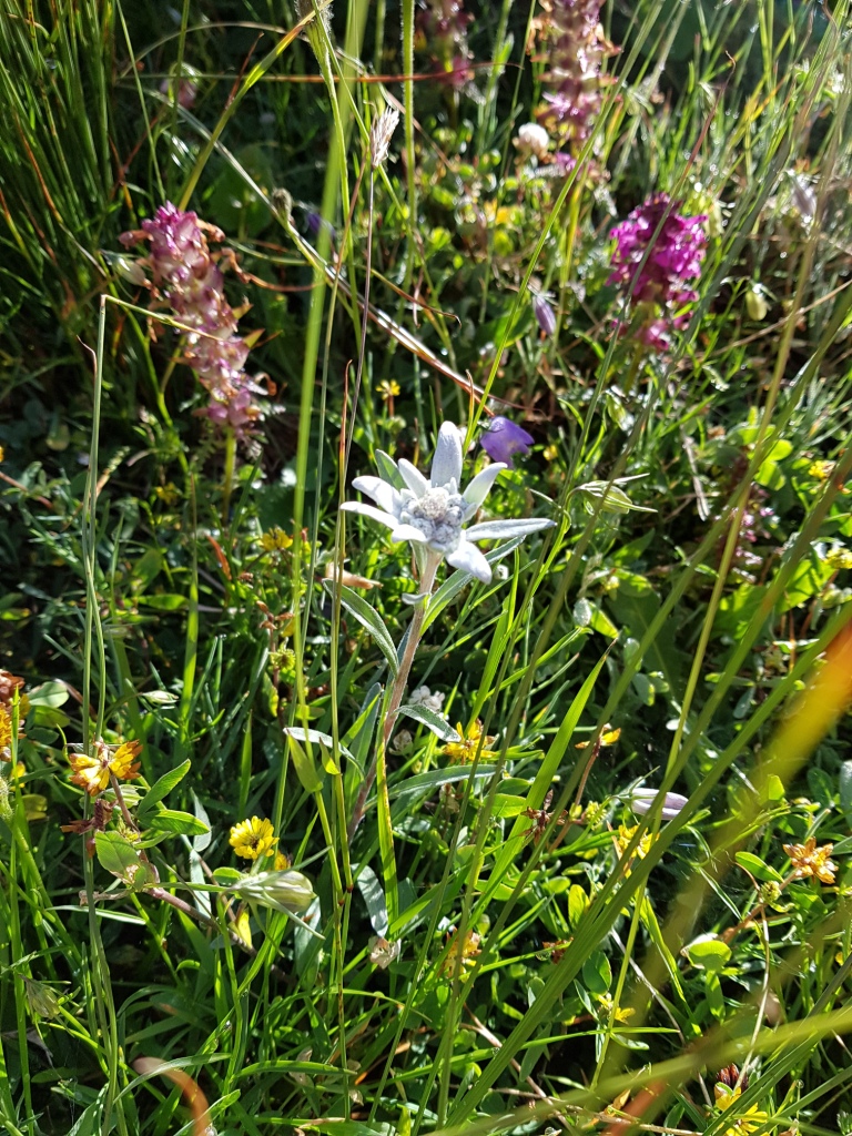 Annexe Edelweiss.jpg