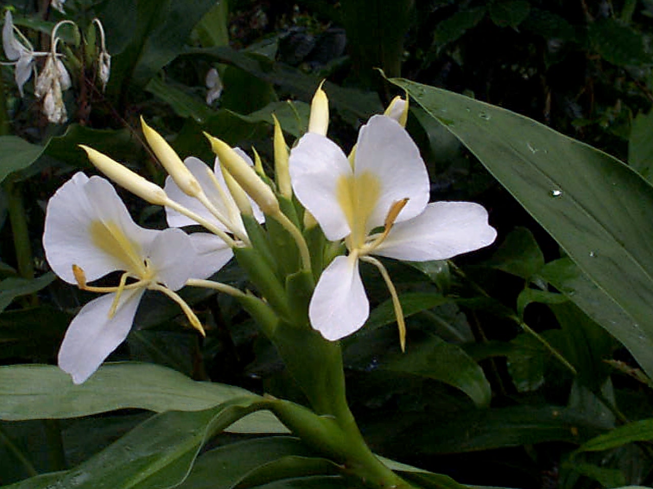 Annexe Hedychium_coronarium_by_Wilder.JPG