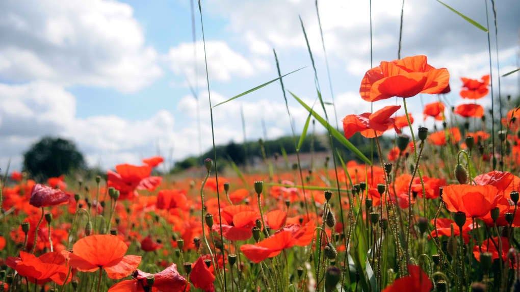 Annexe Coquelicot.jpg