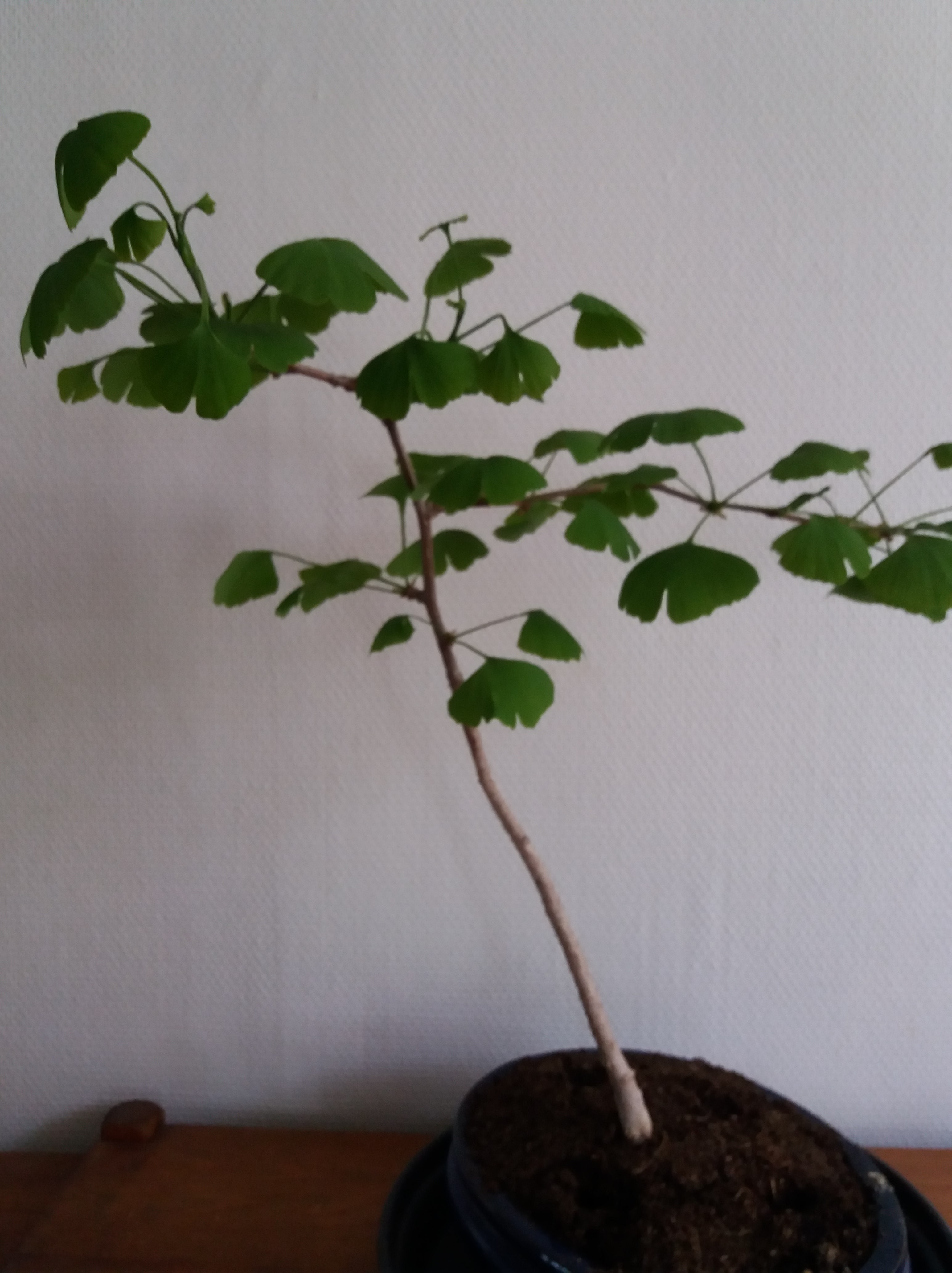 Annexe 20200416_175005-min.jpg