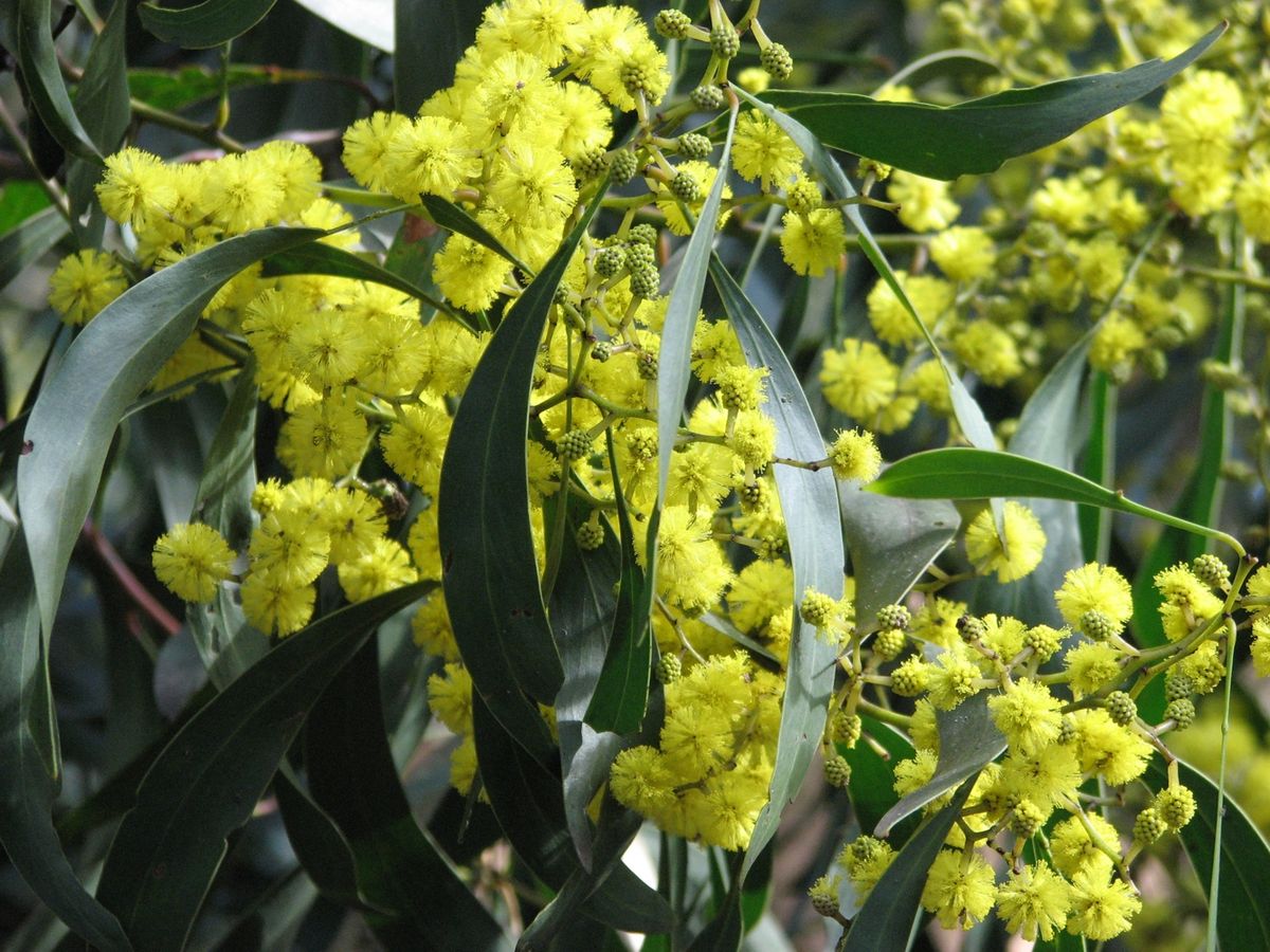 Annexe 1200px-Acacia_pycnantha_Golden_Wattle.jpg