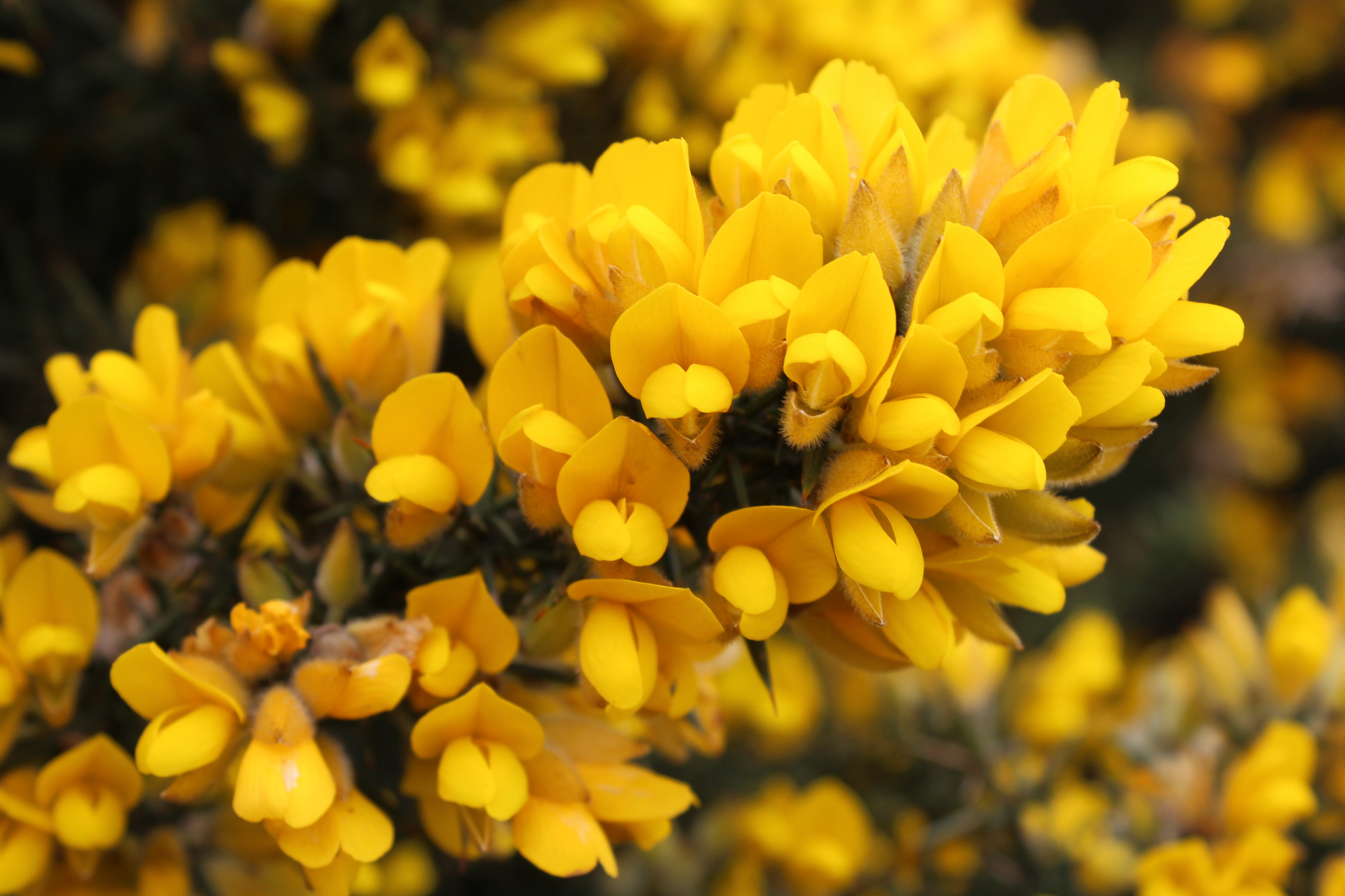 Annexe Ulex_europaeus_flowers.jpg