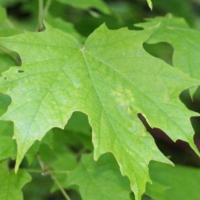 Annexe erable-a-sucre1.jpg