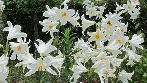 Annexe fleur_de_lys.jpg