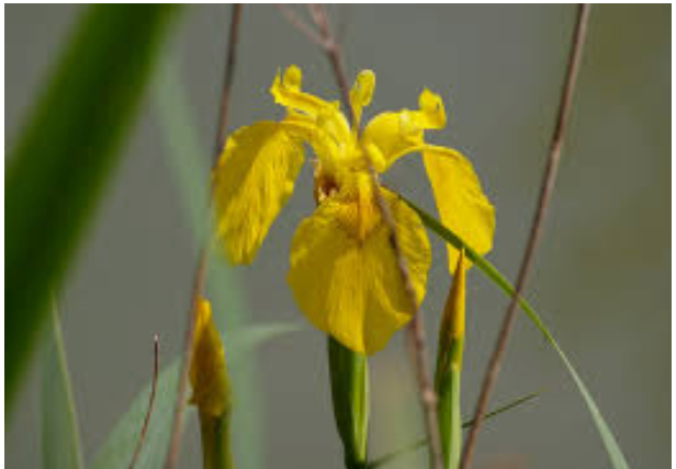 Annexe Capture décran 2020-04-17 18.04.46.png