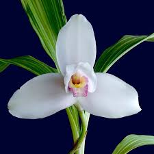 Annexe Lycaste skinneri.jpg