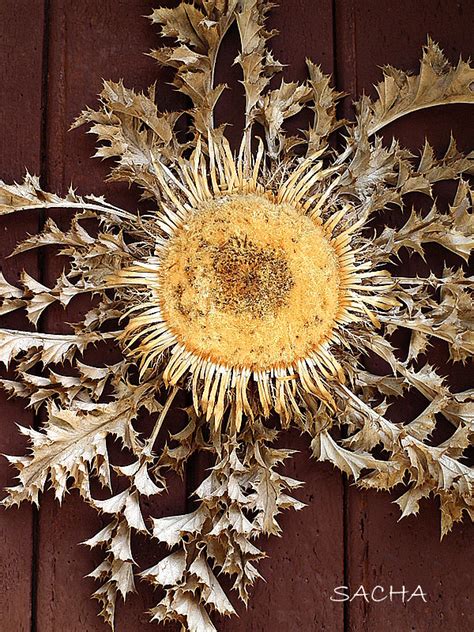 Annexe cardabelle.jpg