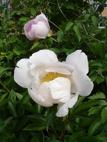 Annexe Paeonia_lactiflora=chinesische_Pfingstrose=Pivoine_de_Chine.jpg