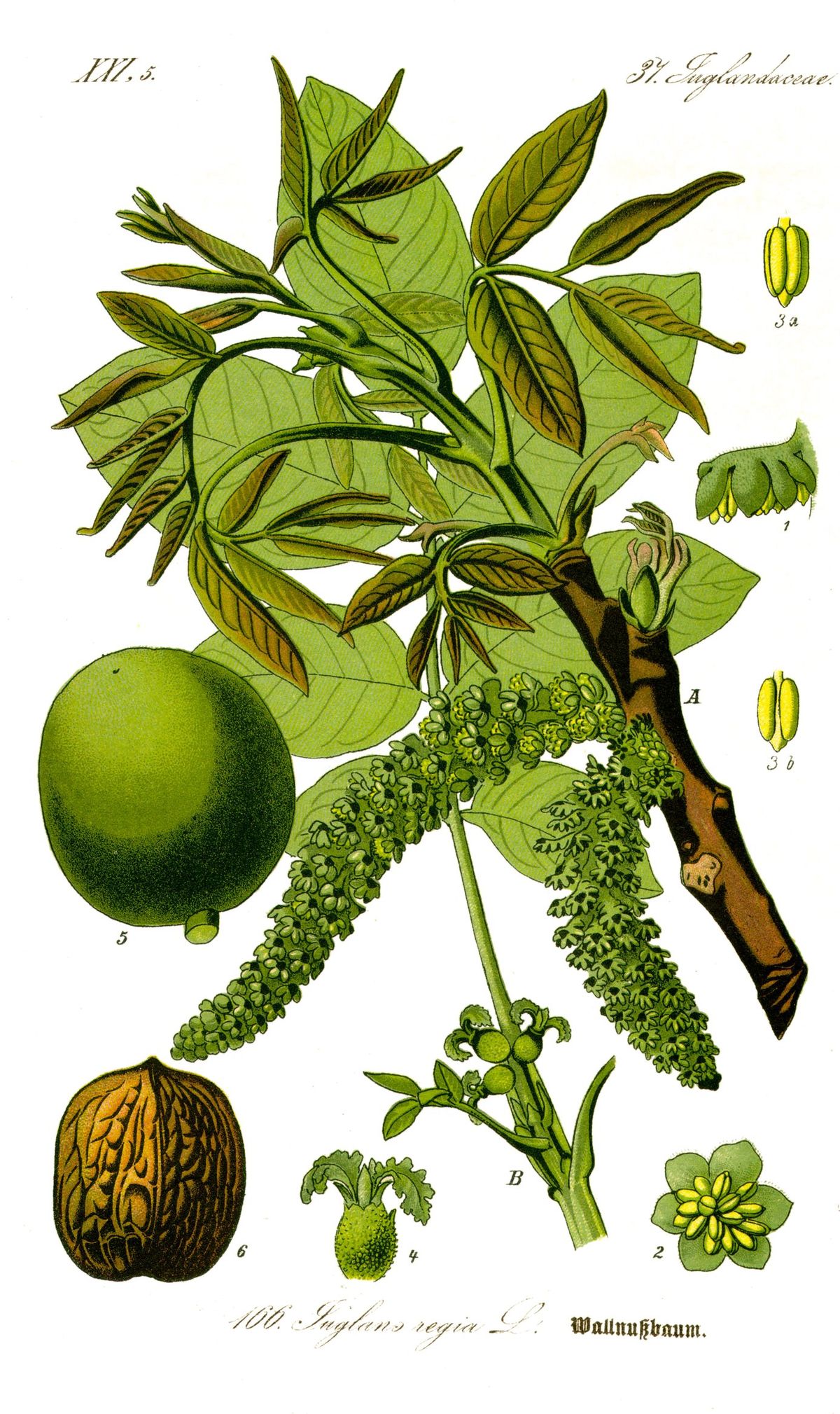 Annexe 1200px-Illustration_Juglans_regia1.jpg