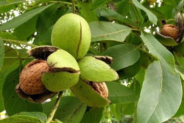 Annexe noix-sur-noyer.jpg