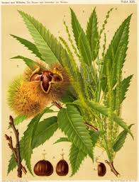 Annexe chataignier.jpg