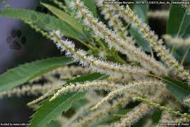 Annexe fleurs_chataignier.jpg