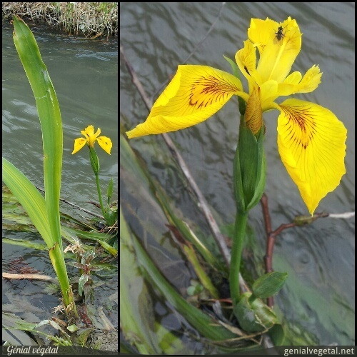 Annexe Iris des marais.jpg