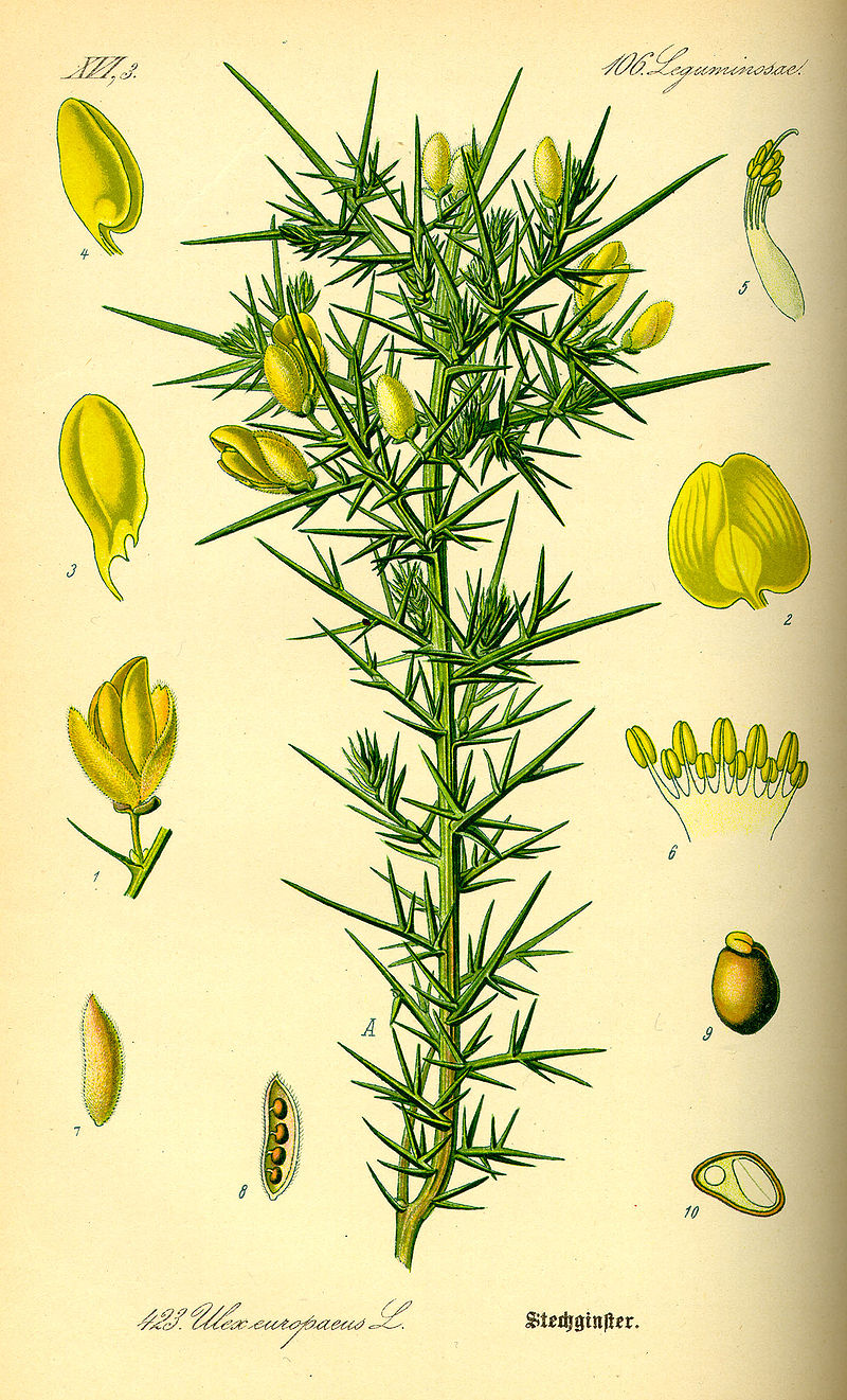 Annexe 800px-Illustration_Ulex_europaeus0.jpg
