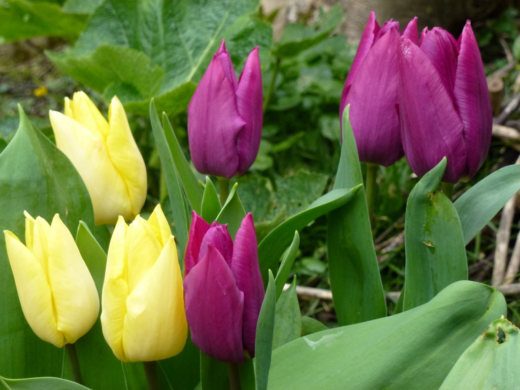 Annexe P1060288 (Medium).JPG