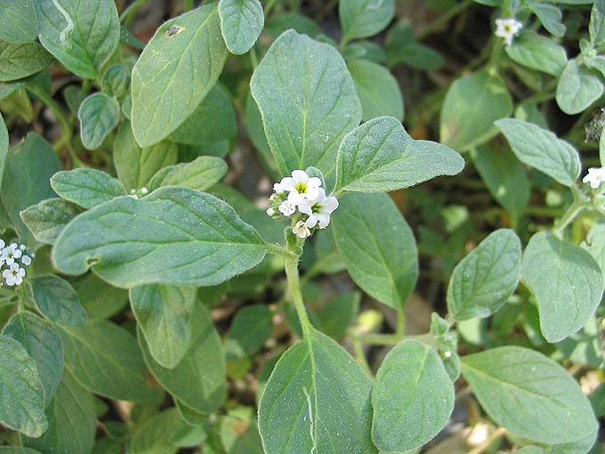 Annexe Heliotrope1.jpg