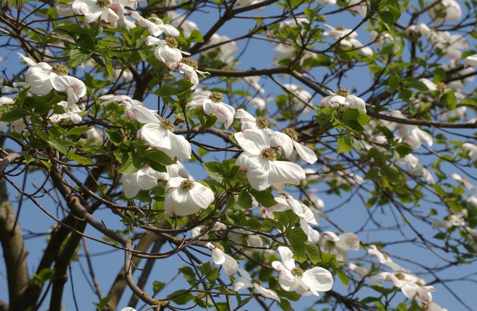 Annexe cornus_nuttallii.jpg