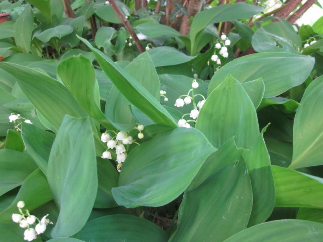 Annexe muguet (Small).JPG