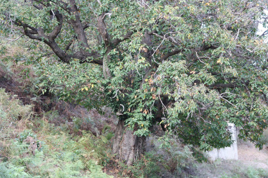 Annexe chateigner.jpg