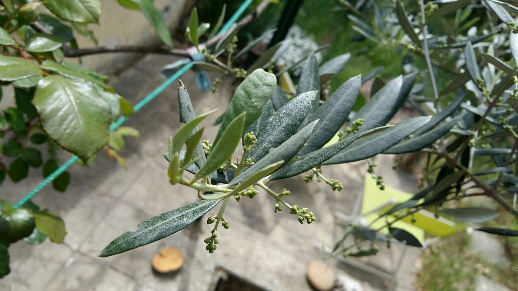 Annexe Olivier fleurs.jpg