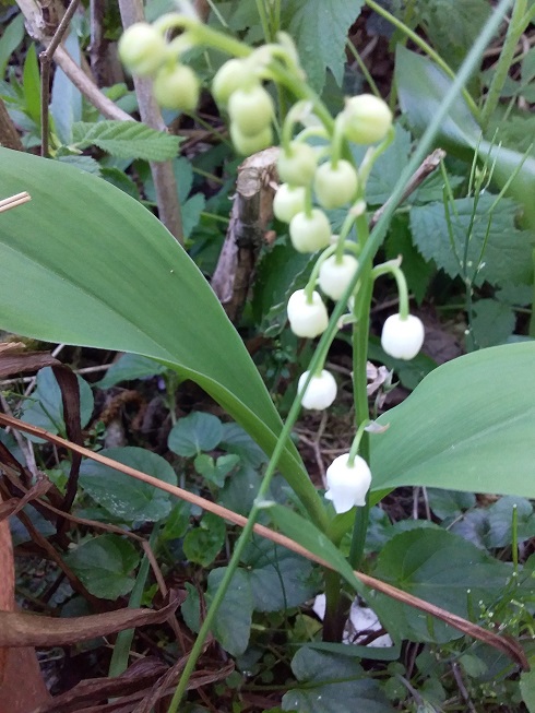 Annexe 20200414_123811.jpg